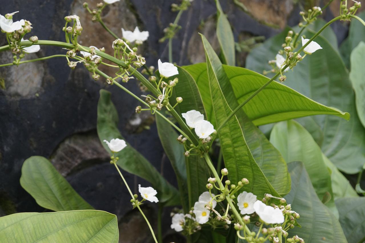 Sasak Lebung Home เซงกีกี ภายนอก รูปภาพ